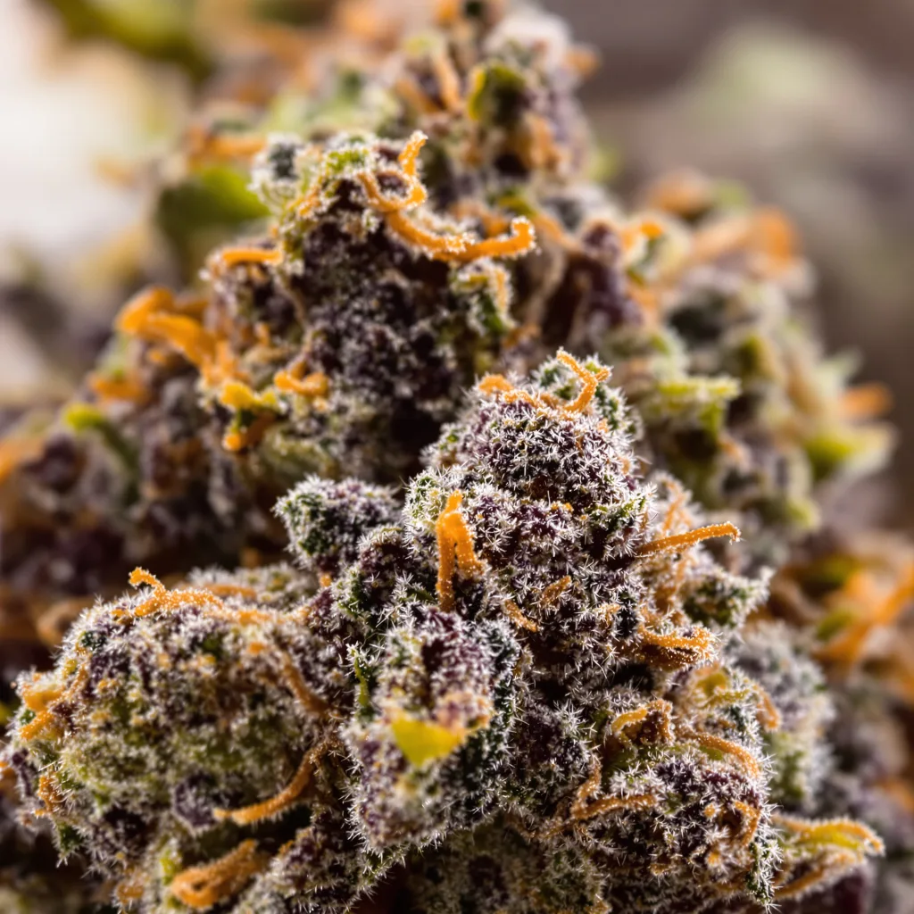 Blue God cannabis plant in flowering stage — 90-130 cm feminised