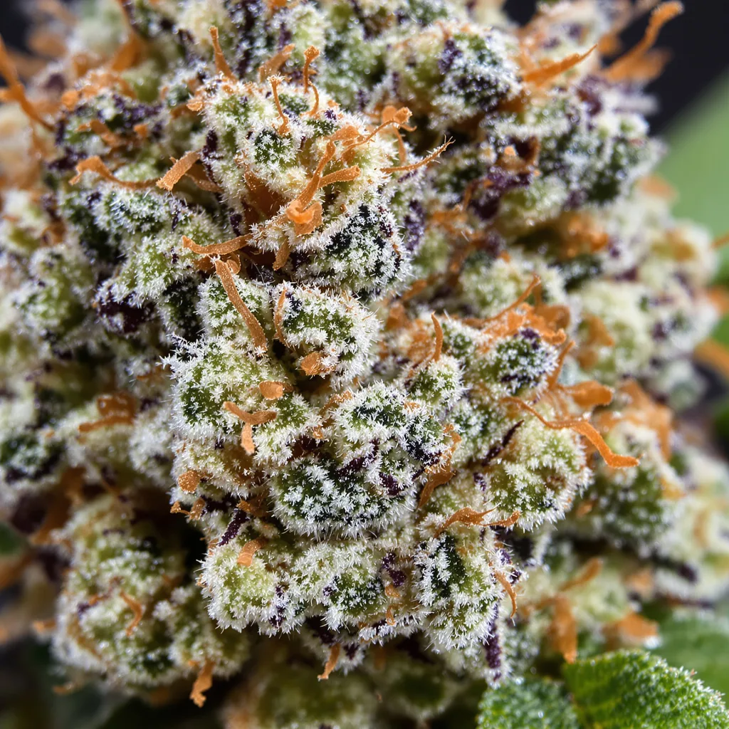 Blue Hawaiian cannabis plant in flowering stage — 120-180 cm feminised