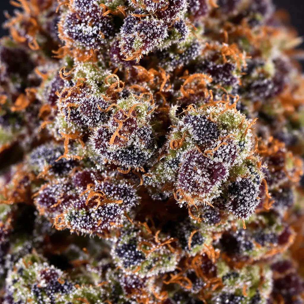 Blue Haze cannabis plant in flowering stage — 60-100 cm autoflower