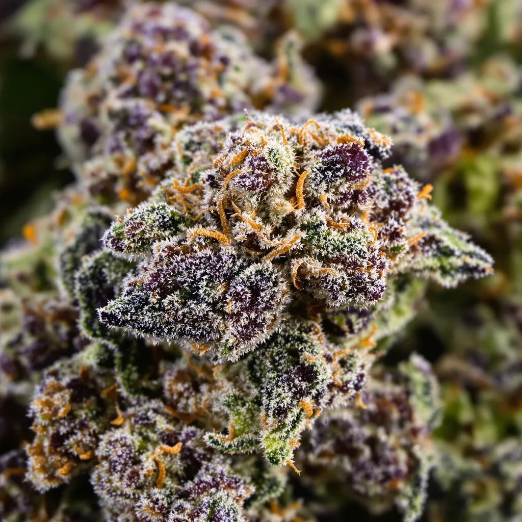 Blue Zkittlez cannabis plant in flowering stage — 90-130 cm feminised