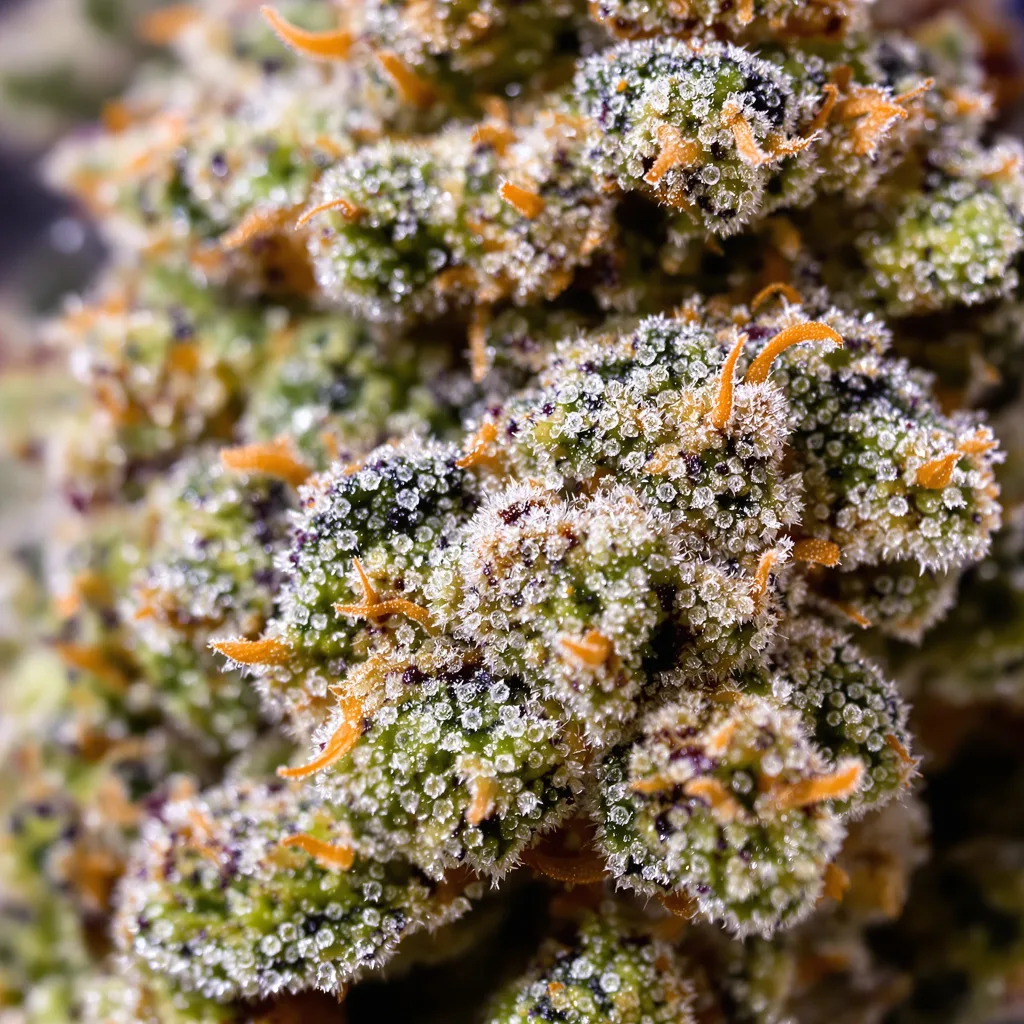 Blueberry AK cannabis plant in flowering stage — 120-180 cm feminised
