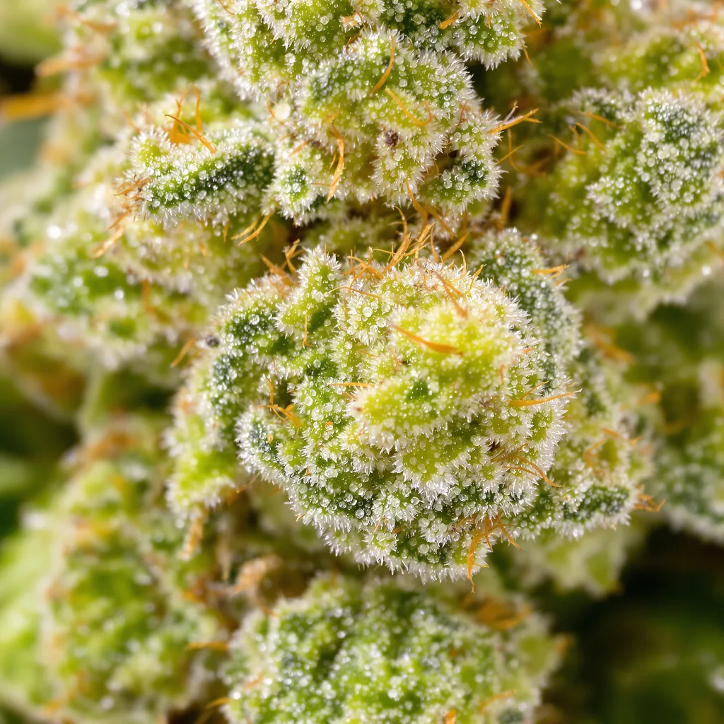 Bruce Banner #3 cannabis plant in flowering stage — 60-100 cm autoflower