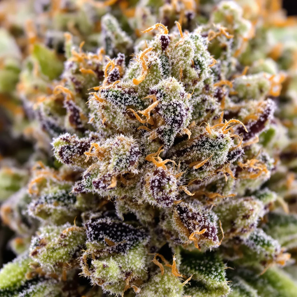 Bubba Tom Hayes cannabis plant in flowering stage — 120-180 cm feminised
