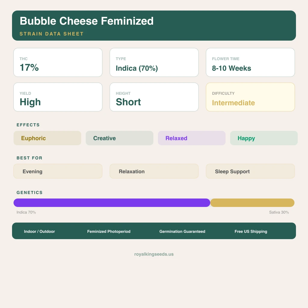 Bubble Cheese 70% indica / 30% sativa flower with visible trichomes