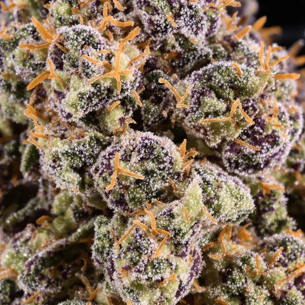 Buckeye Purple cannabis plant in flowering stage — 90-130 cm feminised
