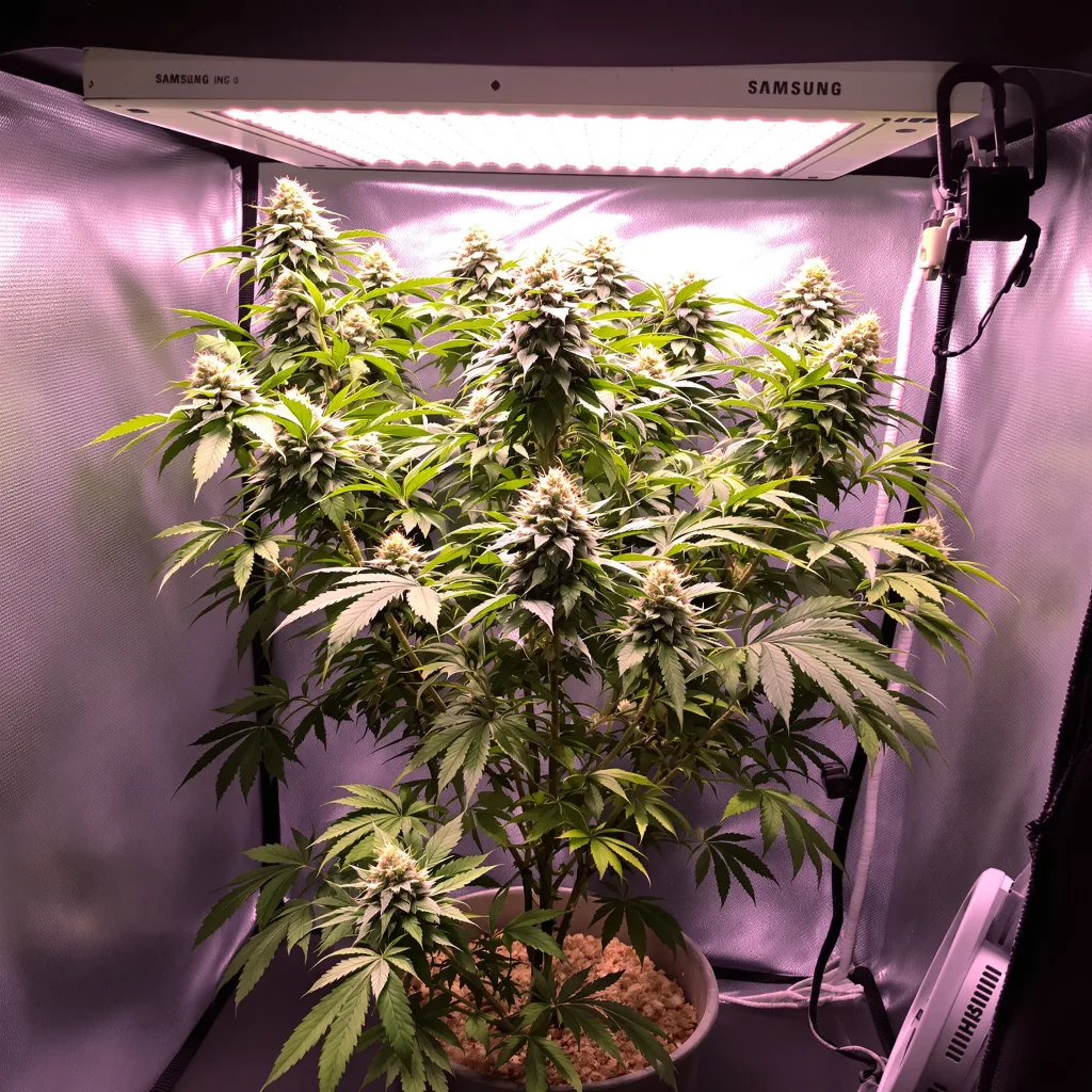 Buddha Tahoe 100% indica / 50% sativa flower with visible trichomes