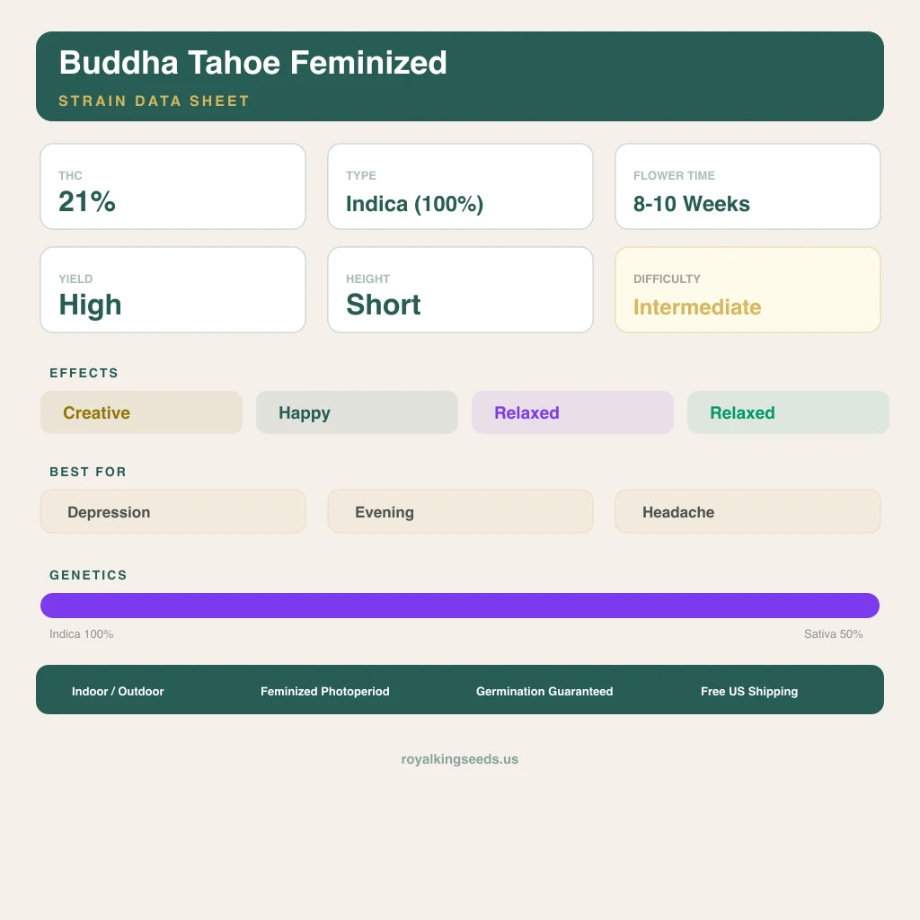 Buddha Tahoe 100% indica / 50% sativa flower with visible trichomes