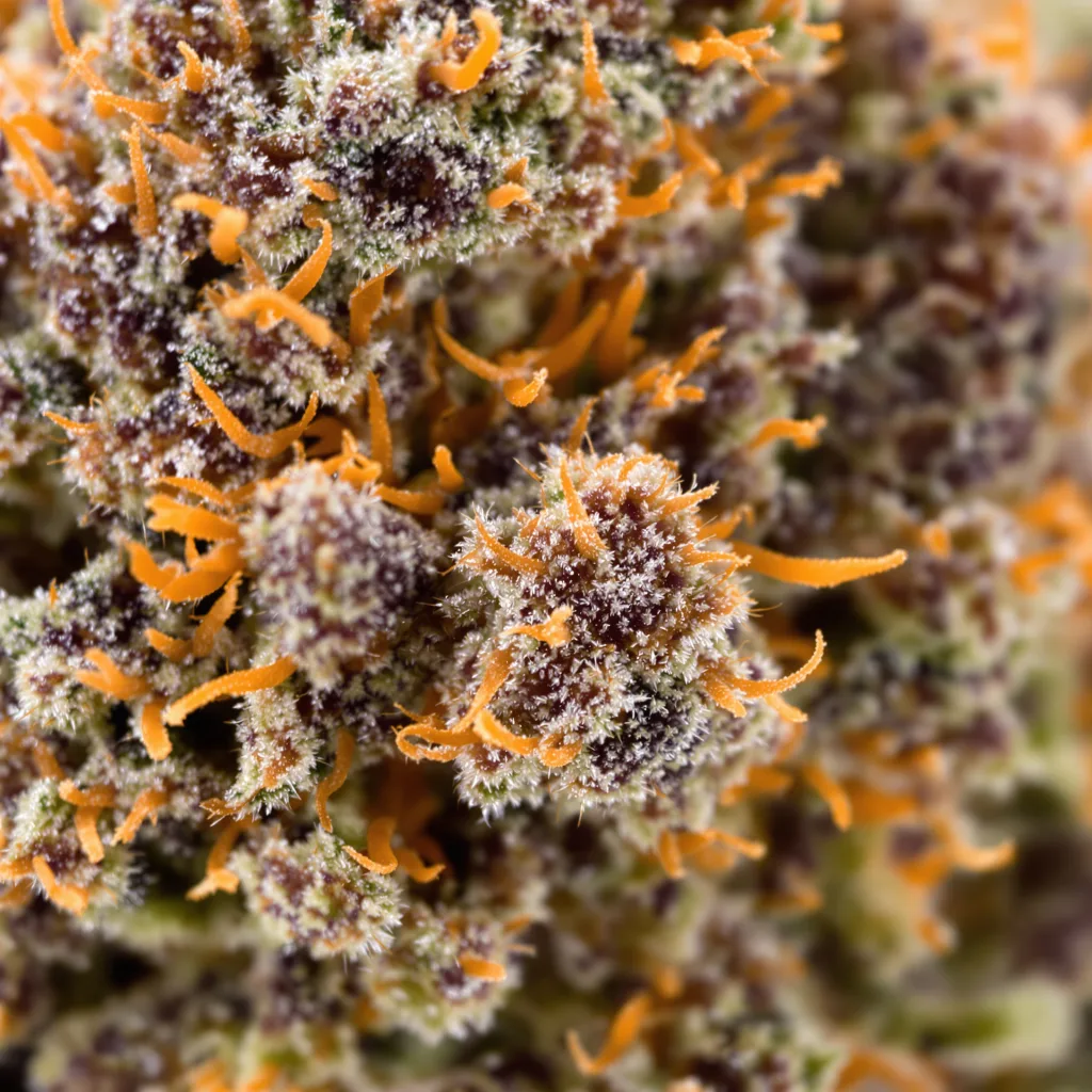 Burkle cannabis plant in flowering stage — 90-130 cm feminised