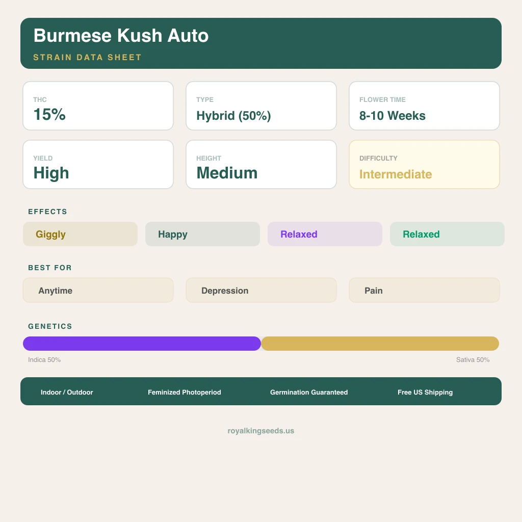 Burmese Kush 50% indica / 50% sativa flower with visible trichomes
