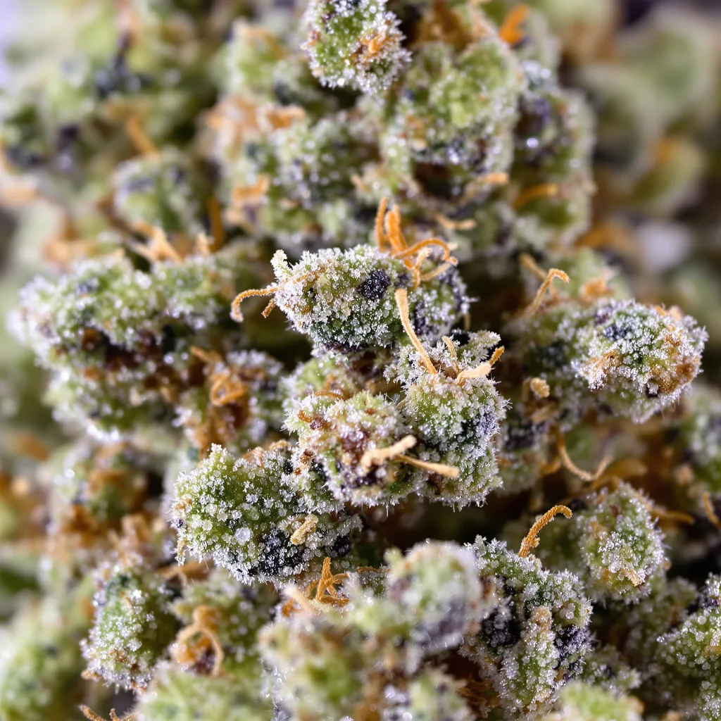 California Orange cannabis plant in flowering stage — 60-100 cm autoflower