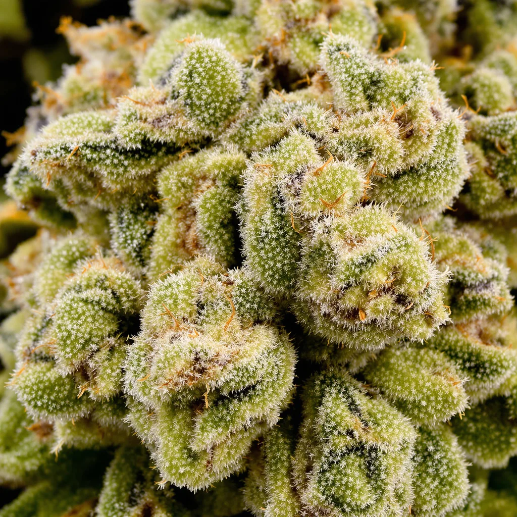 Cannalope Haze cannabis plant in flowering stage — 150-200 cm feminised