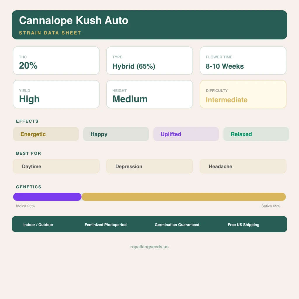 Cannalope Kush 25% indica / 65% sativa flower with visible trichomes