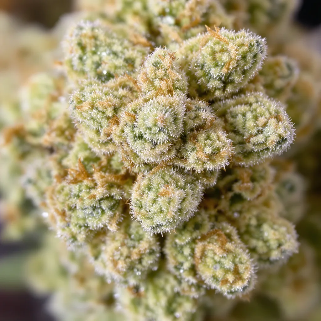 CBD Solomatic cannabis plant in flowering stage — 120-180 cm feminised