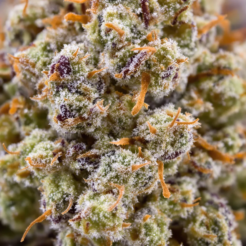 Charlie Sheen cannabis plant in flowering stage — 60-100 cm autoflower