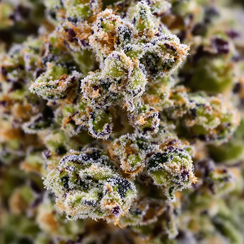 Chem D.O.G. cannabis plant in flowering stage — 120-180 cm feminised