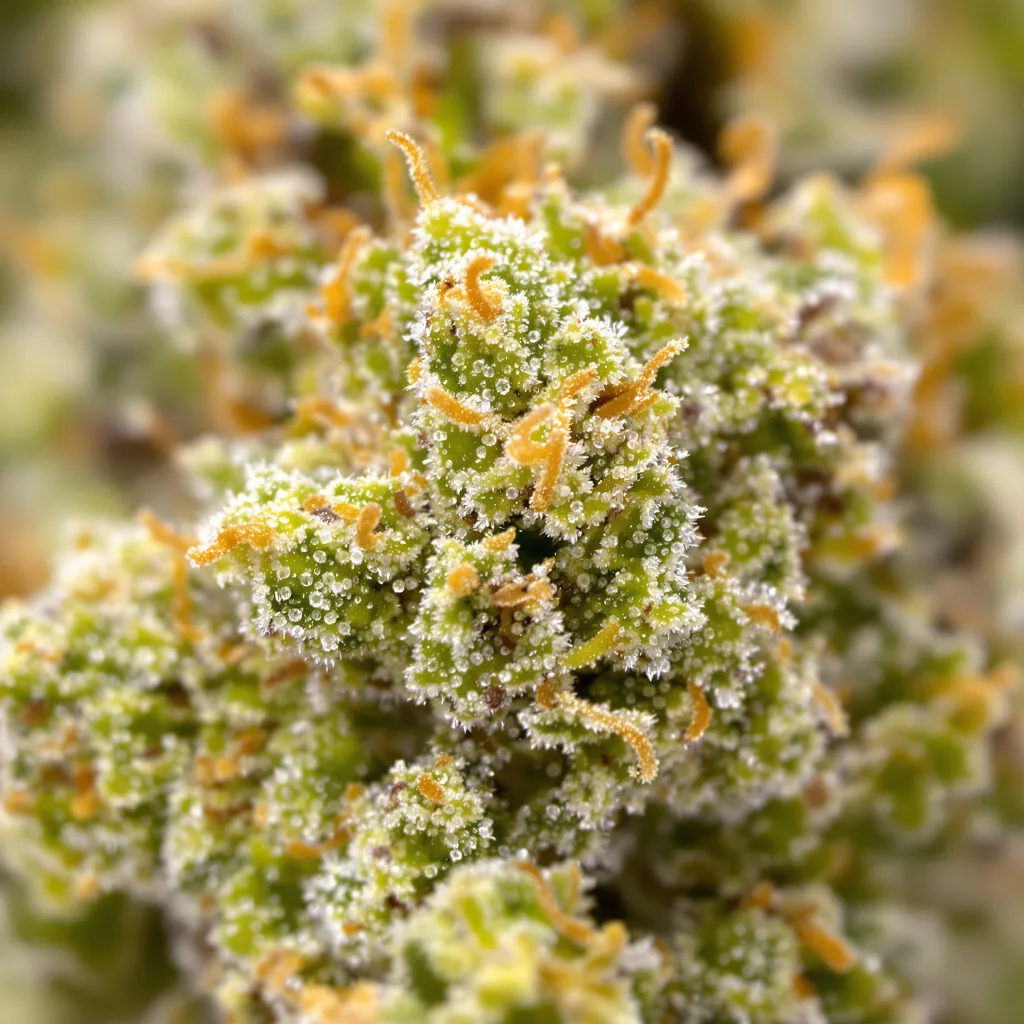 Cinderella's Dream cannabis plant in flowering stage — 150-200 cm feminised