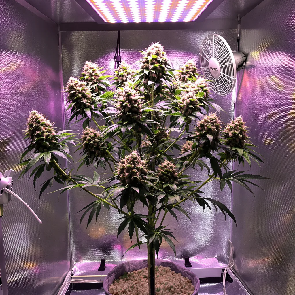 Colombian Gold cannabis plant in flowering stage — 120-180 cm feminised