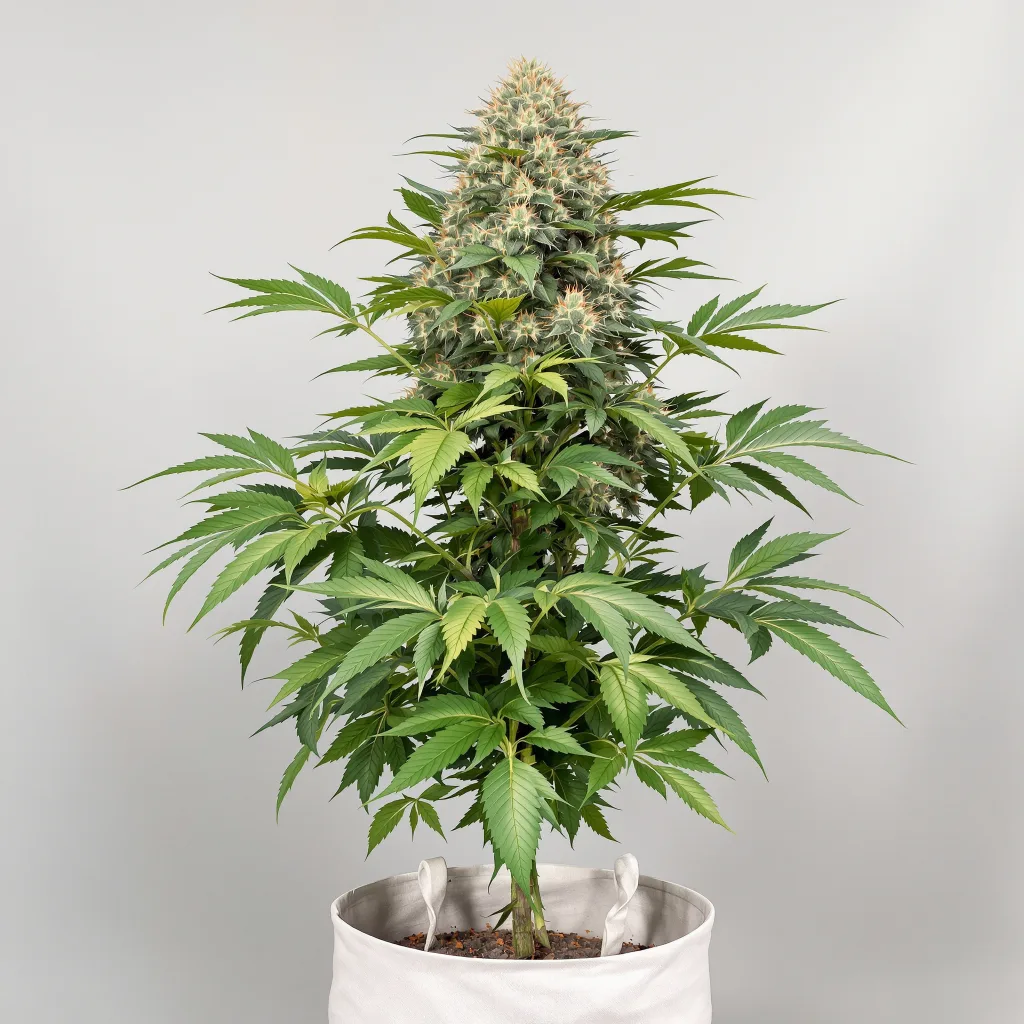 Confidential Wreck cannabis bud close-up showing dense purple-tinged calyxes