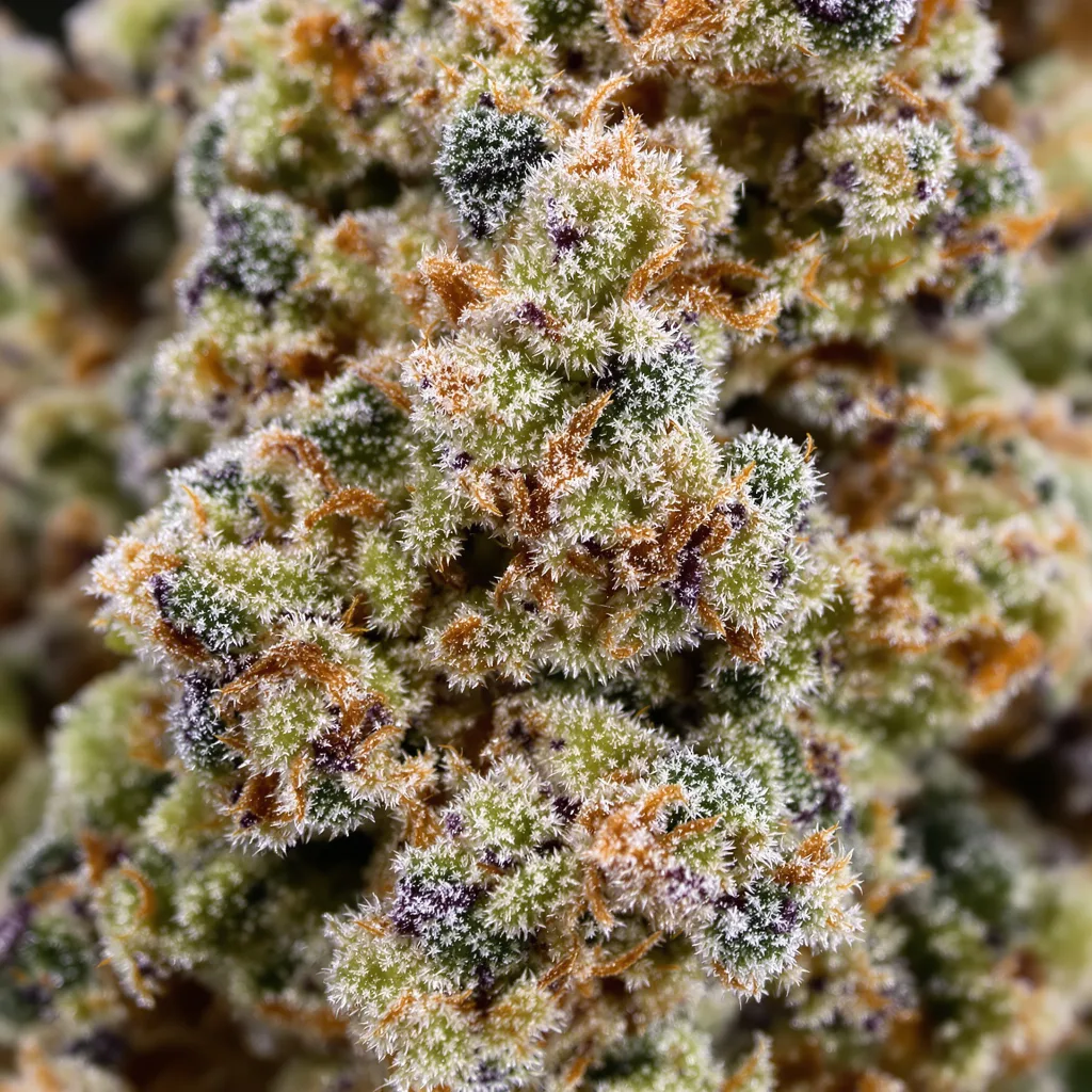 Cookie Breath cannabis plant in flowering stage — 120-180 cm feminised