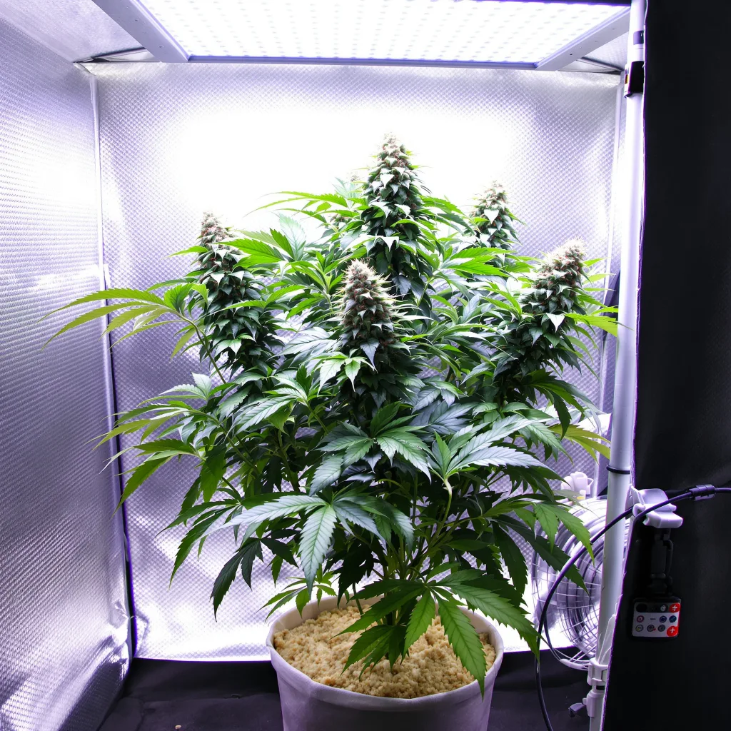 Critical Bilbo 72% indica / 28% sativa flower with visible trichomes