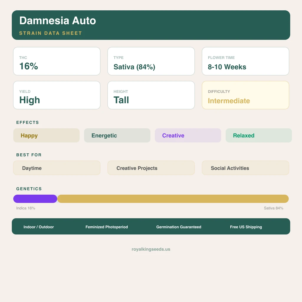 Damnesia 16% indica / 84% sativa flower with visible trichomes