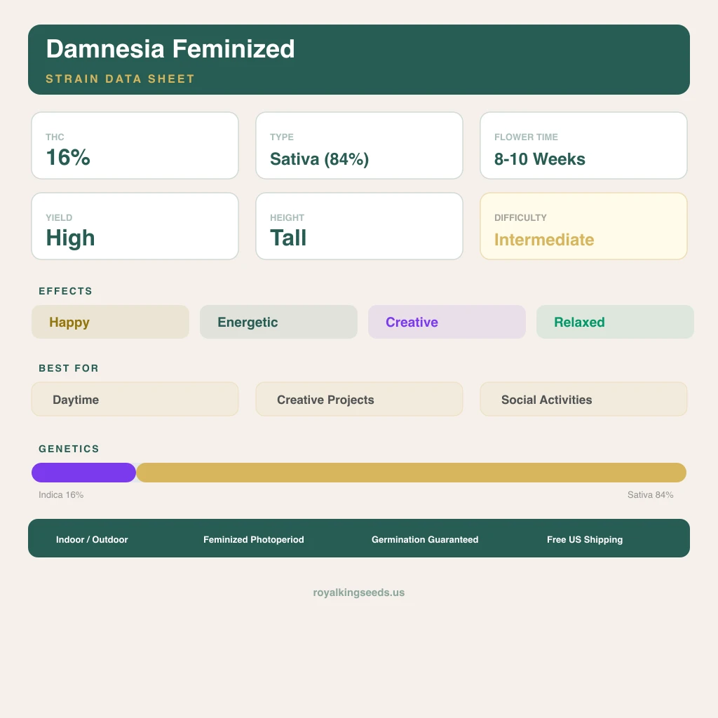 Damnesia 16% indica / 84% sativa flower with visible trichomes