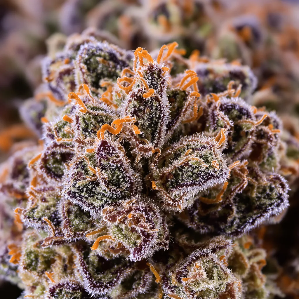 Danky Doodle cannabis plant in flowering stage — 90-130 cm feminised