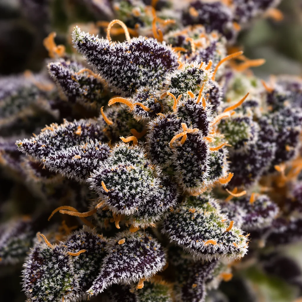 Dark Star cannabis plant in flowering stage — 90-130 cm feminised