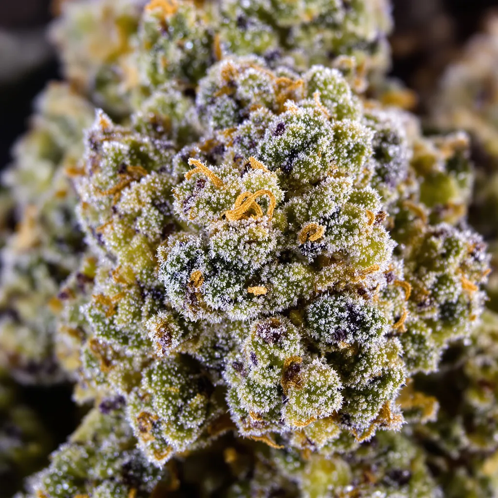 Diamond OG cannabis plant in flowering stage — 60-100 cm autoflower