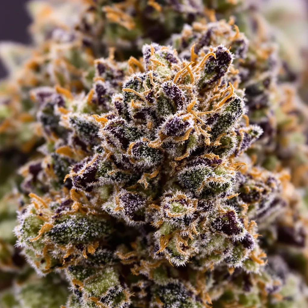 Dr. Funk cannabis plant in flowering stage — 90-130 cm feminised