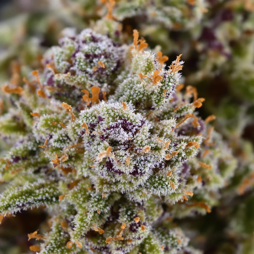 Dragon's Breath cannabis plant in flowering stage — 60-100 cm autoflower