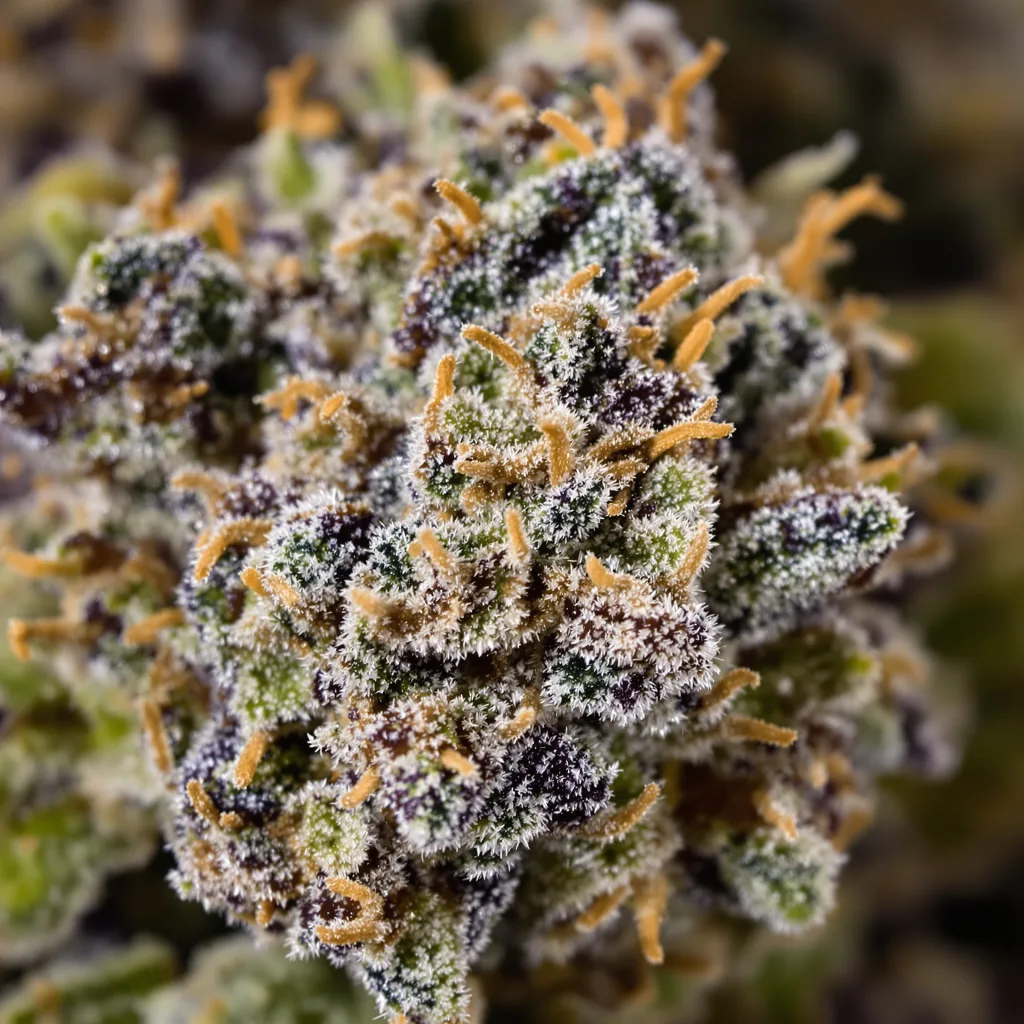Dream Queen cannabis plant in flowering stage — 90-130 cm feminised