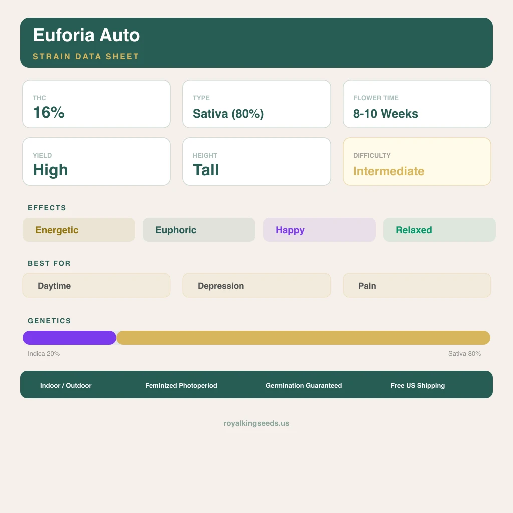 Euforia 20% indica / 80% sativa flower with visible trichomes