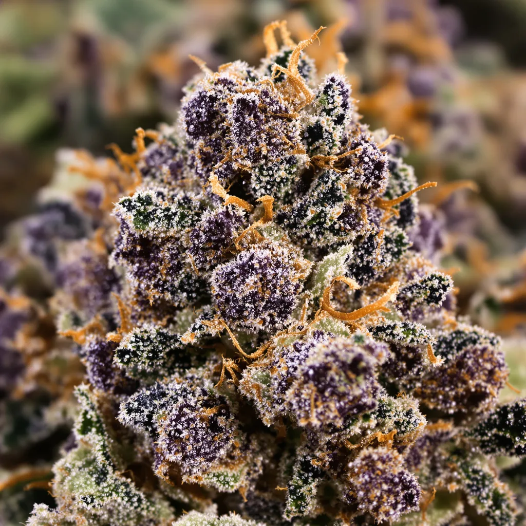 Extreme OG cannabis plant in flowering stage — 90-130 cm feminised