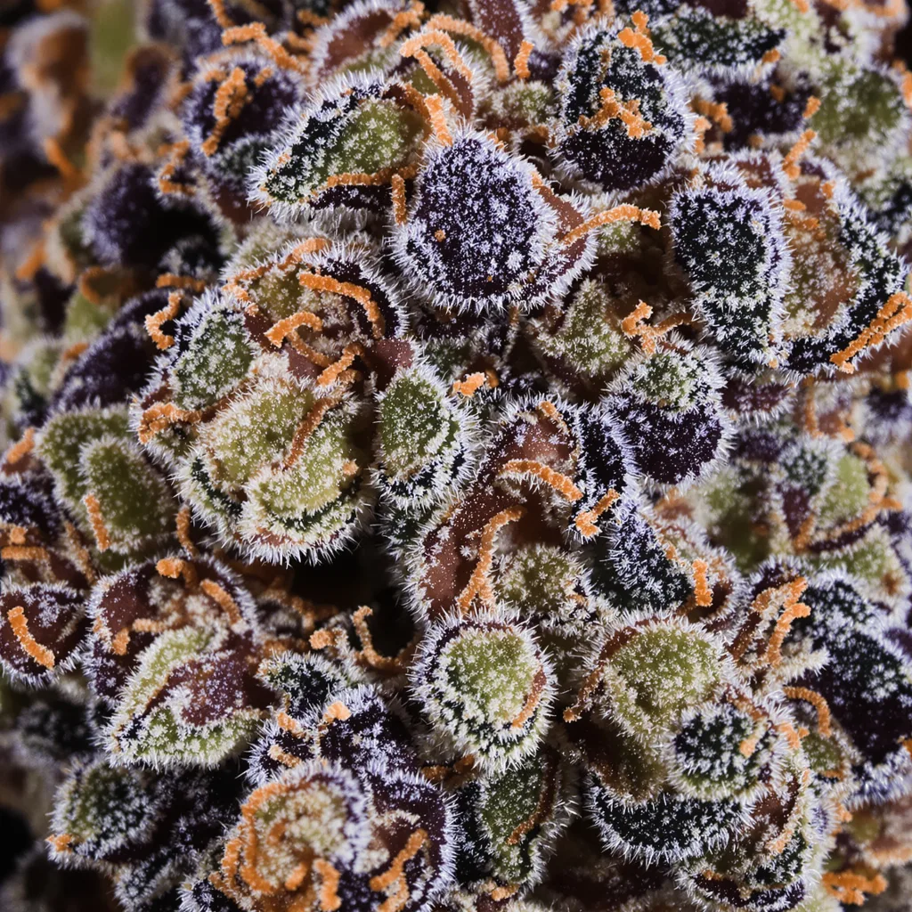 Fruit cannabis plant in flowering stage — 90-130 cm feminised