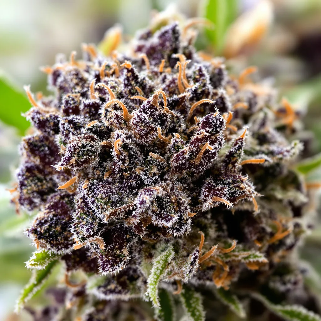 Fruitylicious cannabis plant in flowering stage — 90-130 cm feminised