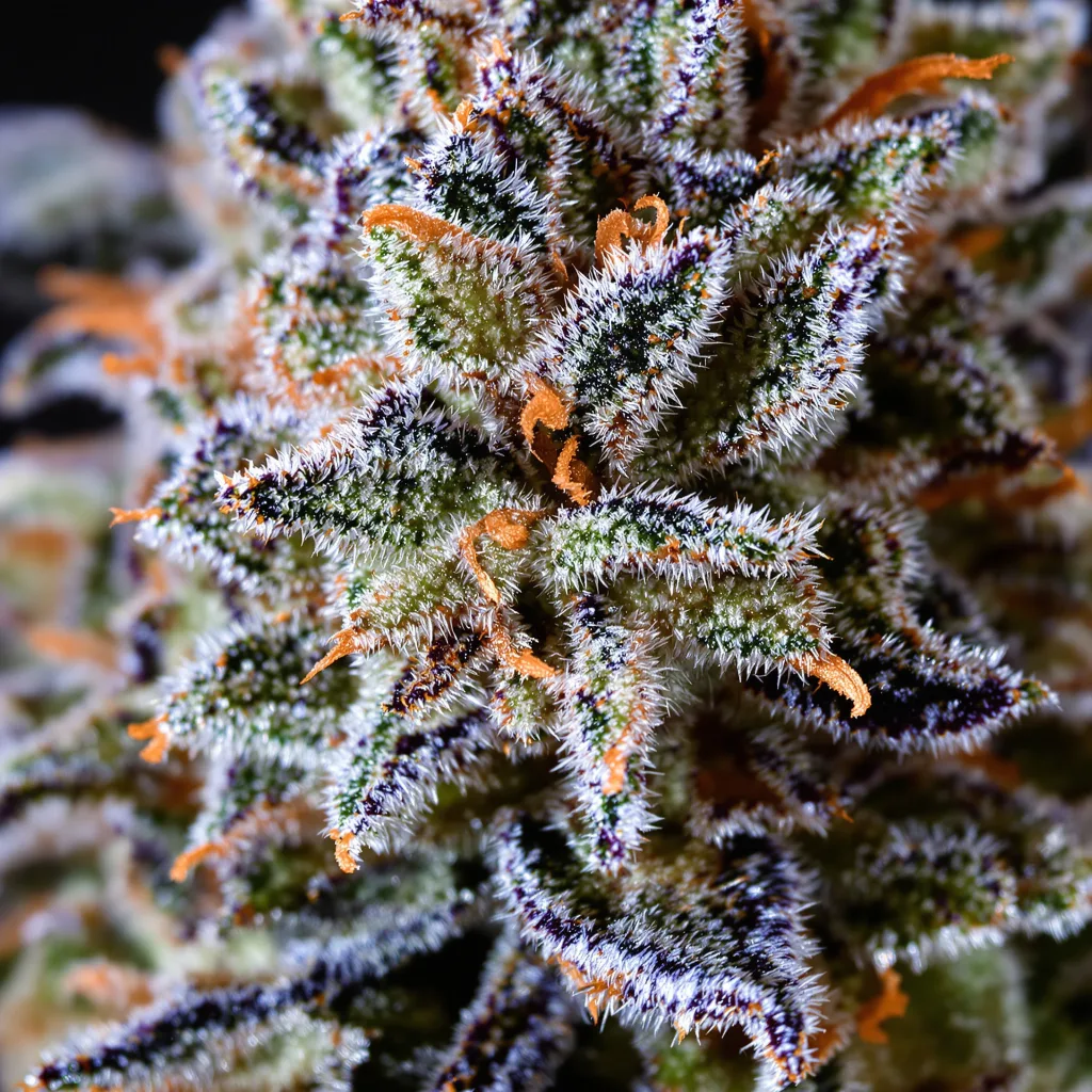 Gelato 44 cannabis plant in flowering stage — 120-180 cm feminised