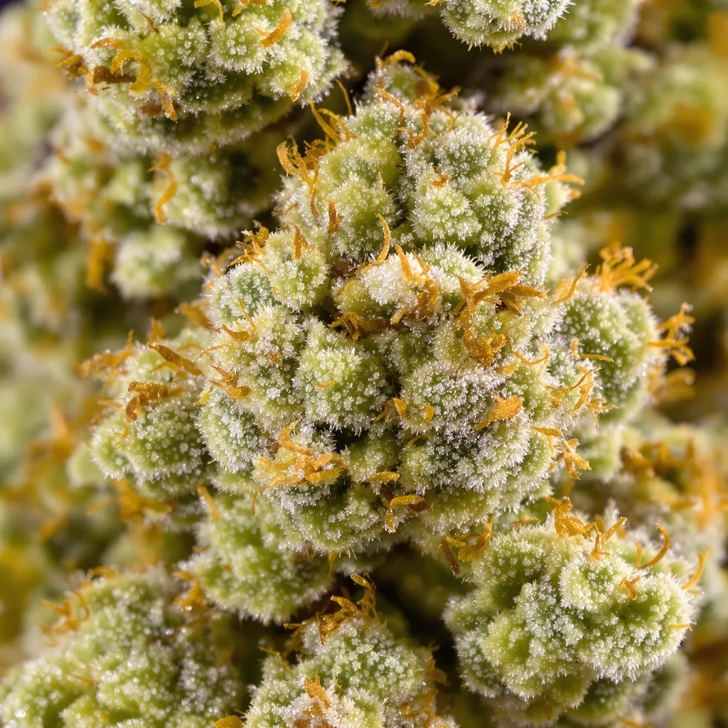 Gelato Cake cannabis plant in flowering stage — 150-200 cm feminised