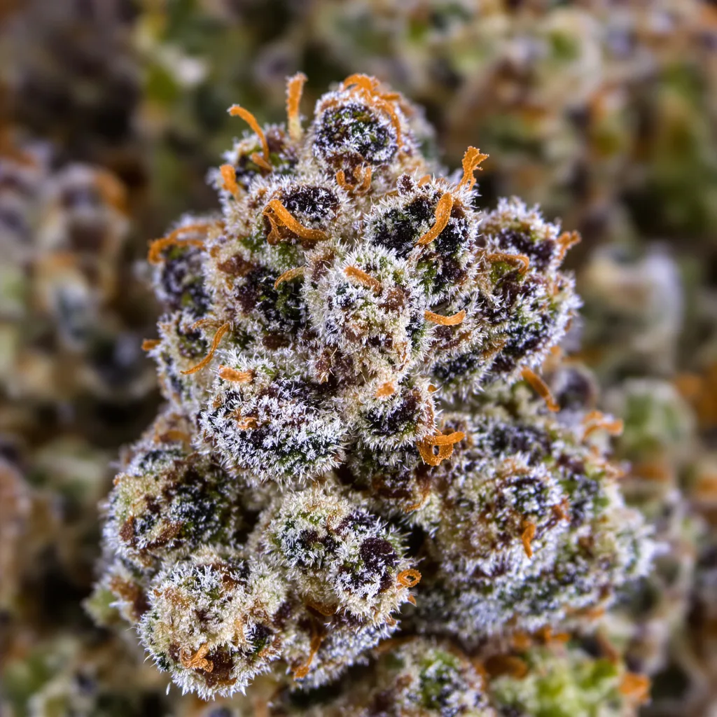 Ghost OG cannabis plant in flowering stage — 90-130 cm feminised