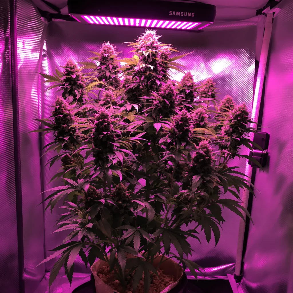 God's Green Crack 50% indica / 40% sativa flower with visible trichomes