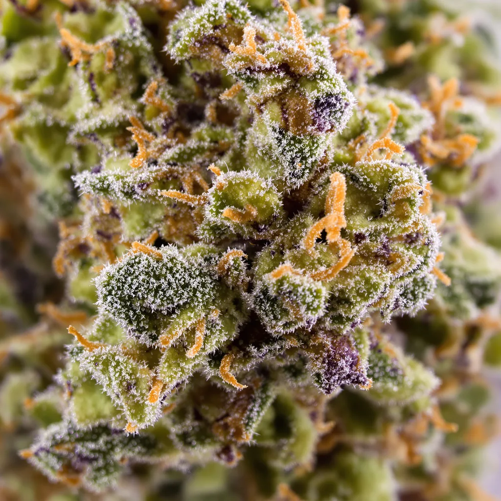 Golden Ticket cannabis plant in flowering stage — 60-100 cm autoflower