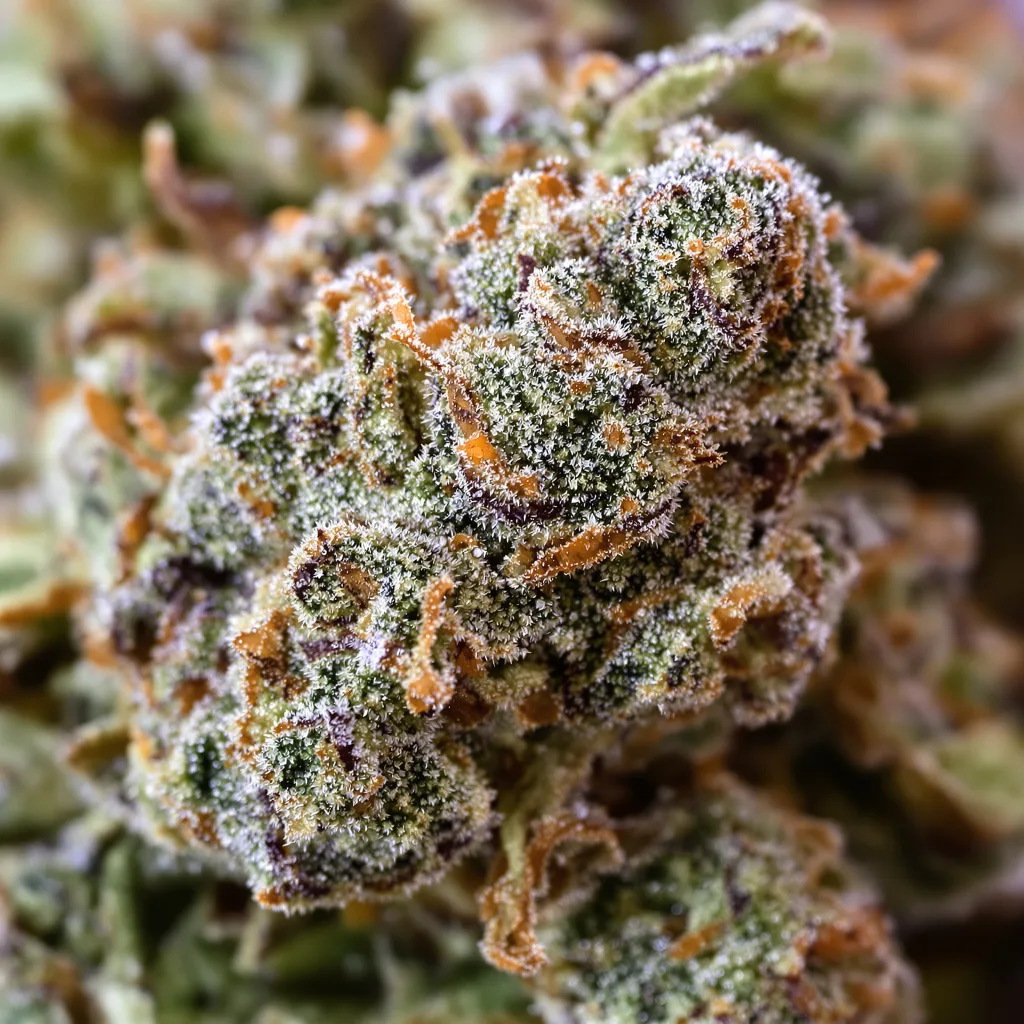 Gorilla Glue #4 cannabis plant in flowering stage — 60-100 cm autoflower