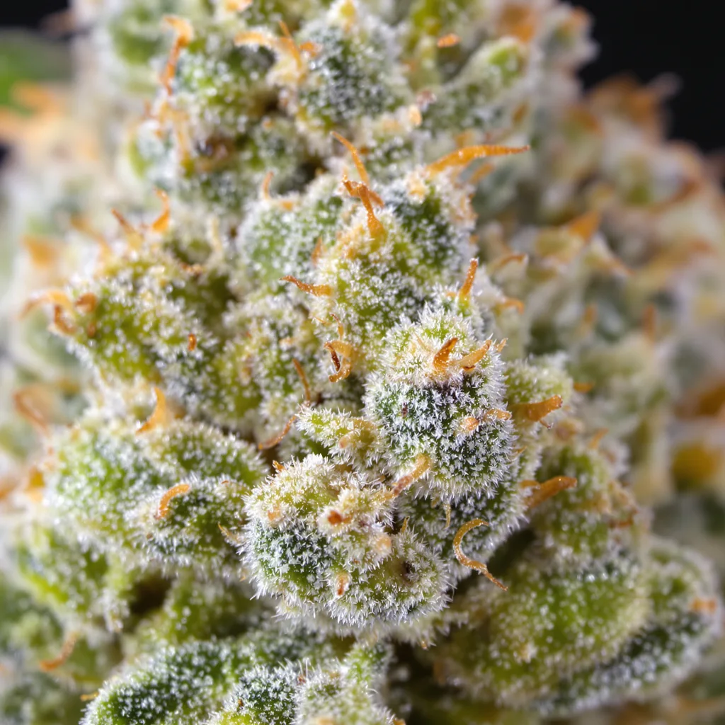 Grapefruit cannabis plant in flowering stage — 150-200 cm feminised