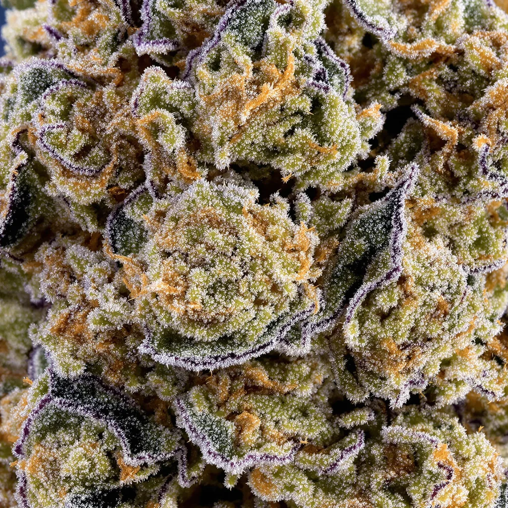 Green Crack cannabis plant in flowering stage — 120-180 cm feminised