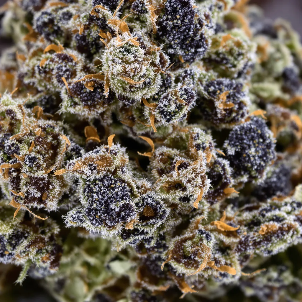 Green Crack Punch cannabis plant in flowering stage — 90-130 cm feminised