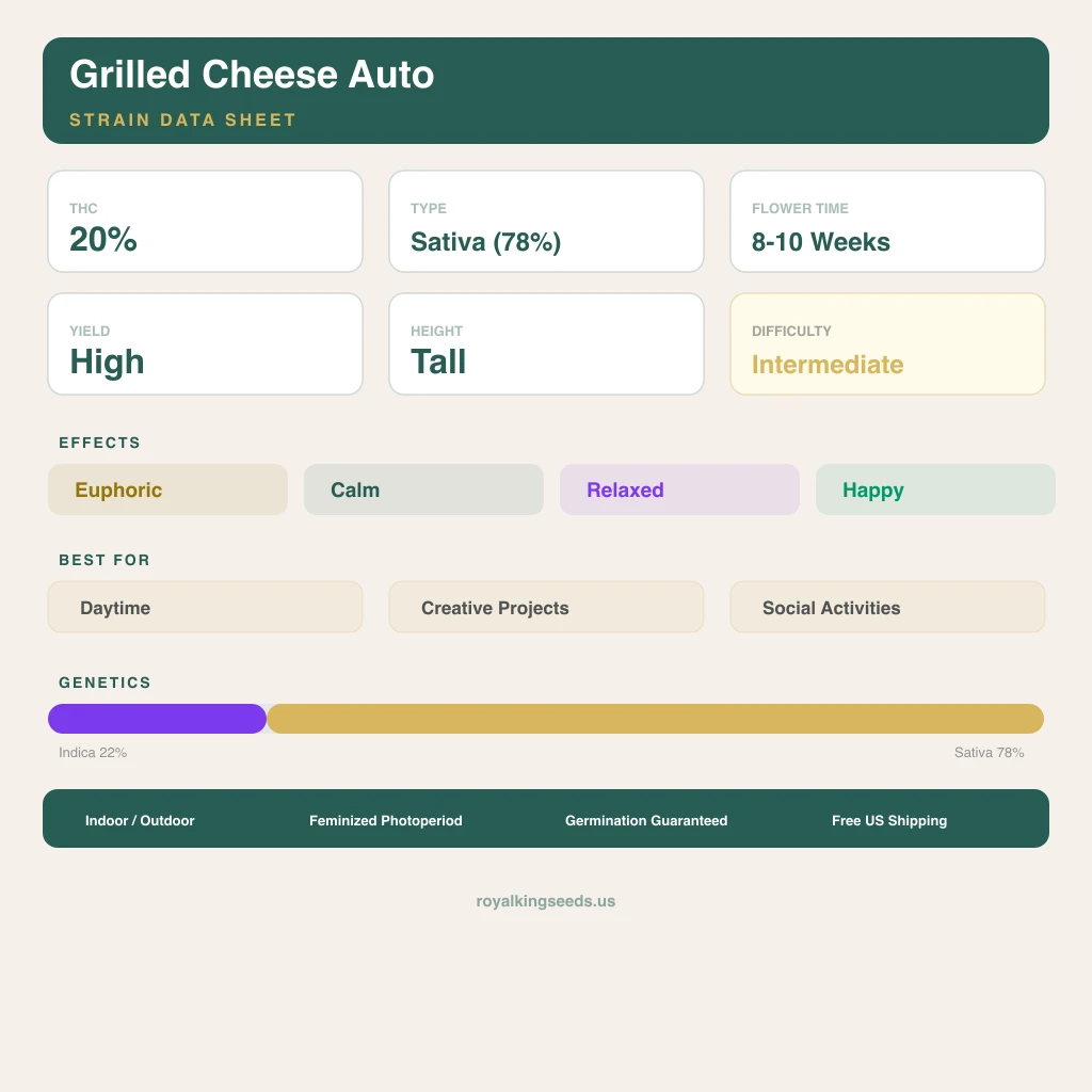 Grilled Cheese 22% indica / 78% sativa flower with visible trichomes