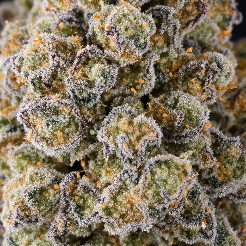 Guido Kush cannabis plant in flowering stage — 120-180 cm feminised