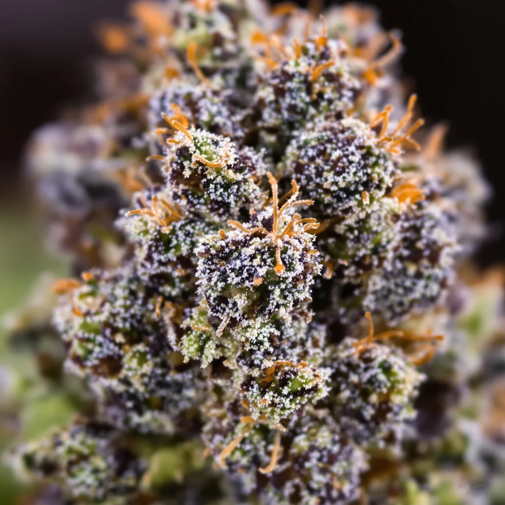 Hash Plant cannabis plant in flowering stage — 60-100 cm autoflower