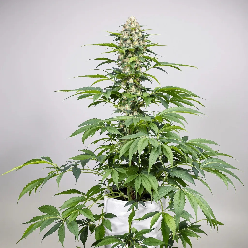 Hawaiian cannabis bud close-up showing dense purple-tinged calyxes