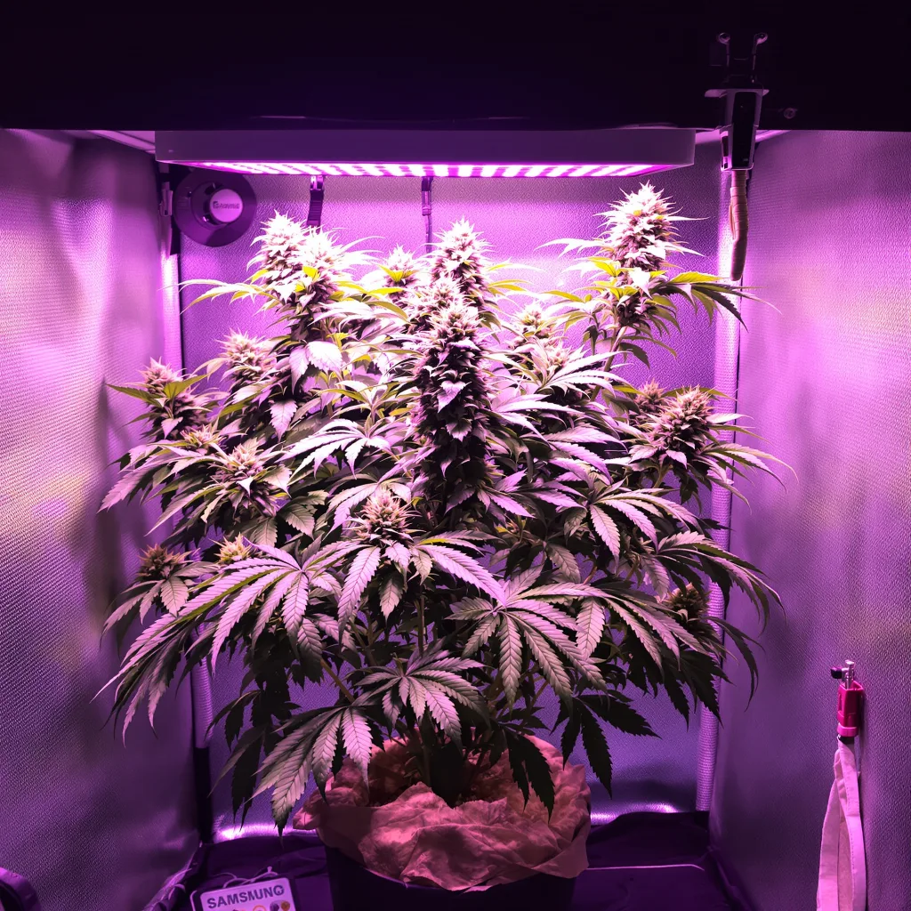 Humboldt Dream 79% indica / 21% sativa flower with visible trichomes